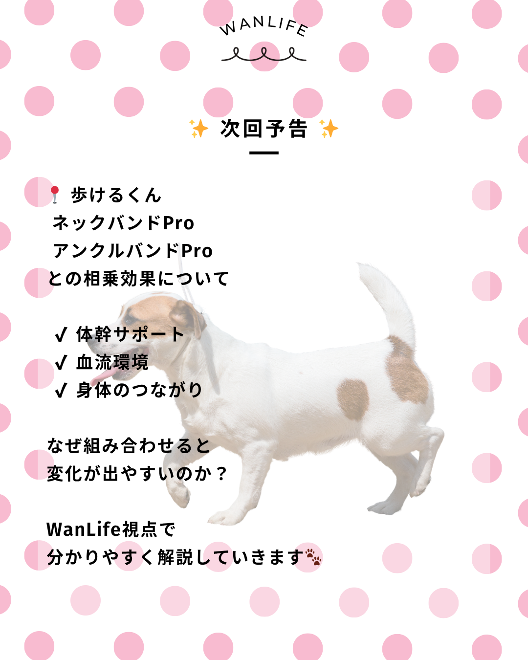 わんわん整体WanLife｜愛知・岐阜の犬の整体・メディセル筋膜リリース・オベロンアニマルスキャン・歩けるくん・ネオヒーラー・温灸・食事療法｜