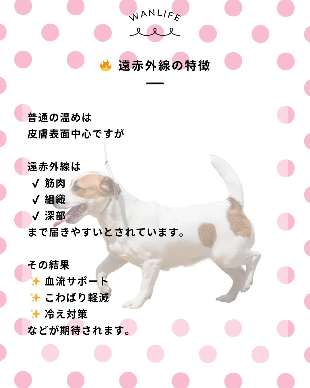 わんわん整体WanLife｜愛知・岐阜の犬の整体・メディセル筋膜リリース・オベロンアニマルスキャン・歩けるくん・ネオヒーラー・温灸・食事療法｜