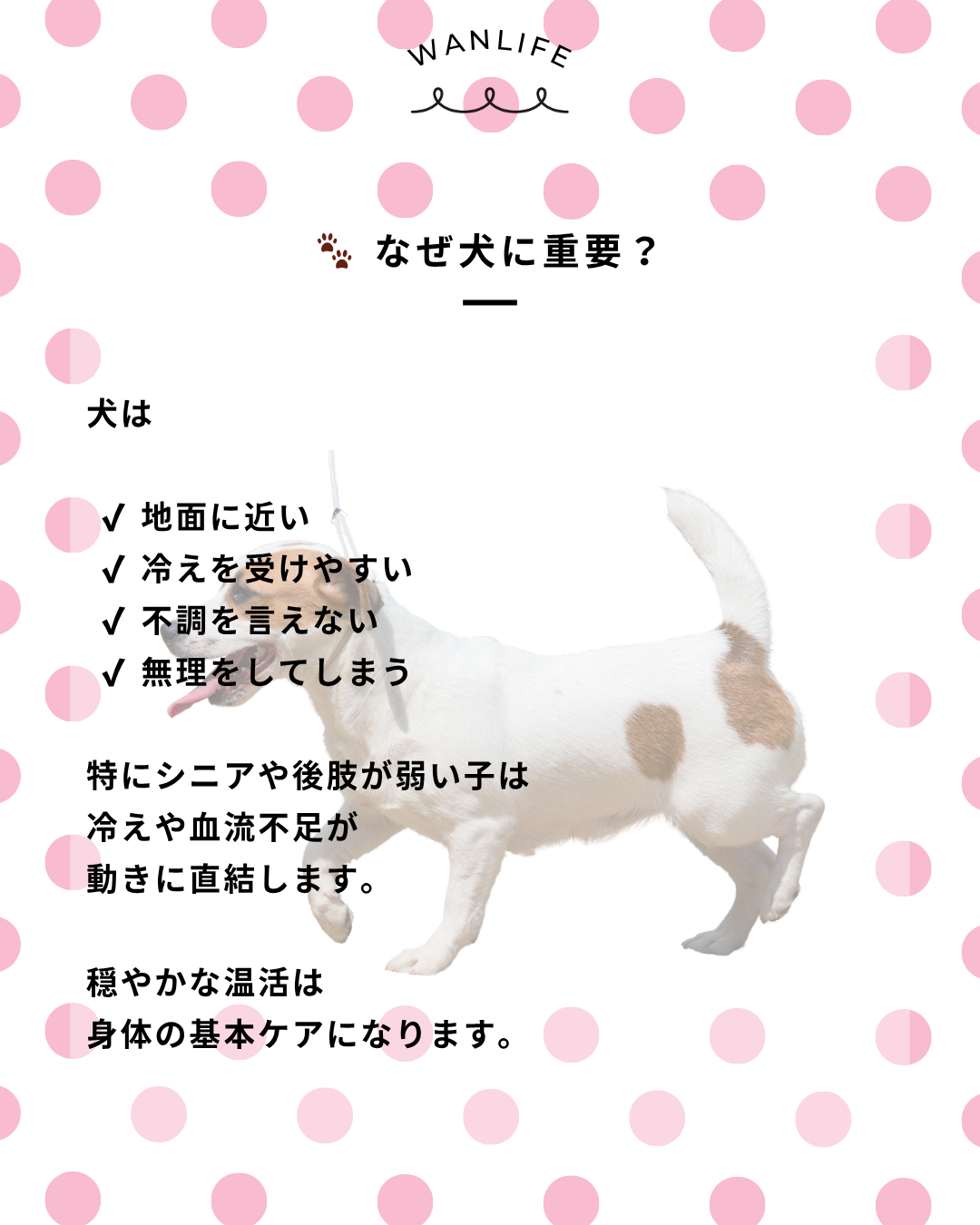 わんわん整体WanLife｜愛知・岐阜の犬の整体・メディセル筋膜リリース・オベロンアニマルスキャン・歩けるくん・ネオヒーラー・温灸・食事療法｜