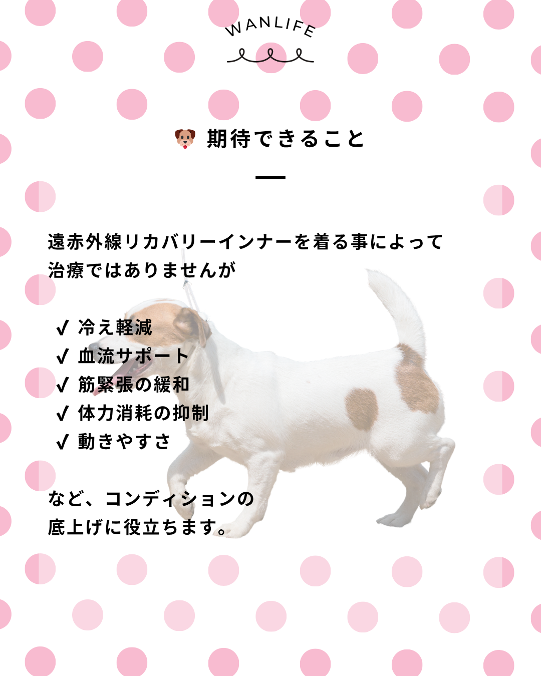 わんわん整体WanLife｜愛知・岐阜の犬の整体・メディセル筋膜リリース・オベロンアニマルスキャン・歩けるくん・ネオヒーラー・温灸・食事療法｜