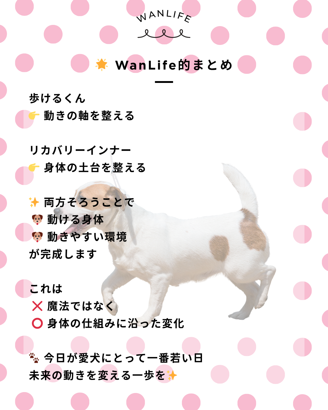 わんわん整体WanLife｜愛知・岐阜の犬の整体・メディセル筋膜リリース・オベロンアニマルスキャン・歩けるくん・ネオヒーラー・温灸・食事療法｜