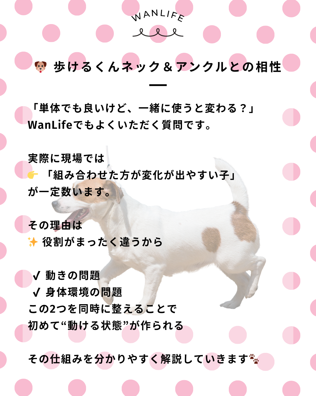 わんわん整体WanLife｜愛知・岐阜の犬の整体・メディセル筋膜リリース・オベロンアニマルスキャン・歩けるくん・ネオヒーラー・温灸・食事療法｜