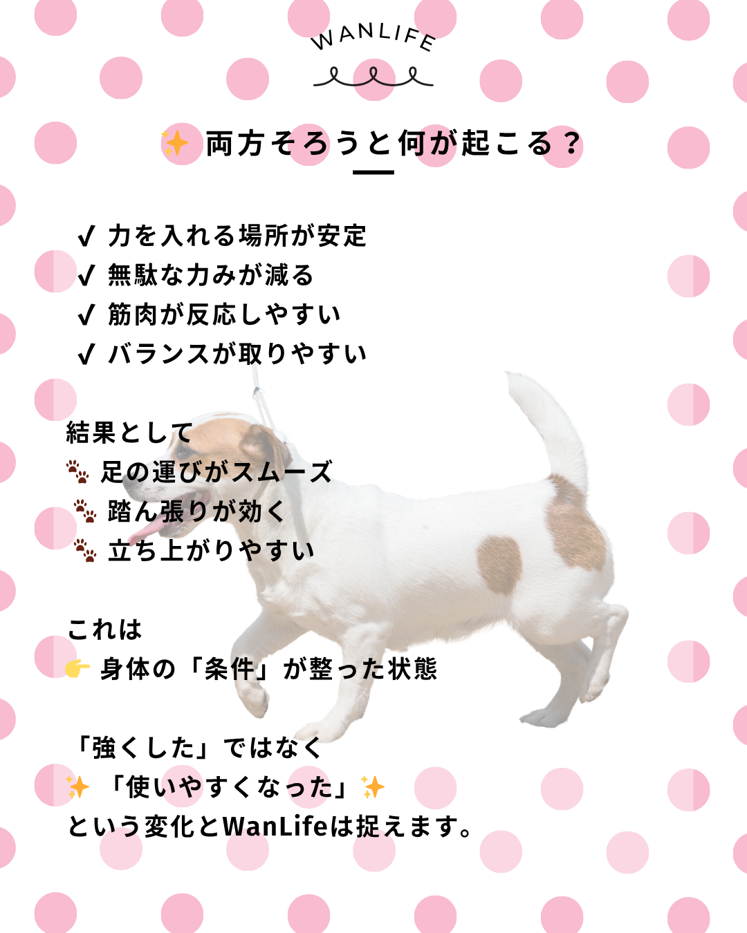 わんわん整体WanLife｜愛知・岐阜の犬の整体・メディセル筋膜リリース・オベロンアニマルスキャン・歩けるくん・ネオヒーラー・温灸・食事療法｜