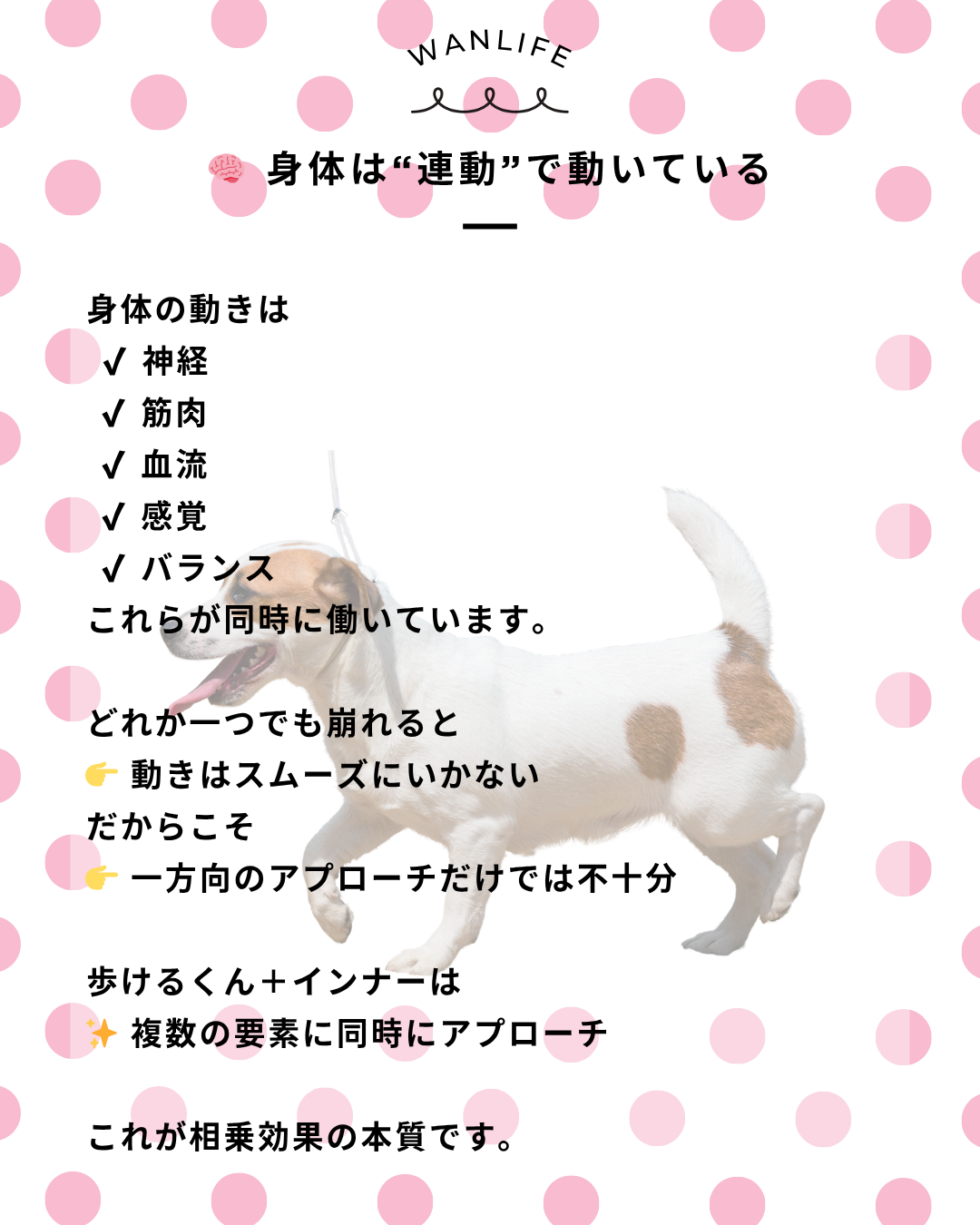 わんわん整体WanLife｜愛知・岐阜の犬の整体・メディセル筋膜リリース・オベロンアニマルスキャン・歩けるくん・ネオヒーラー・温灸・食事療法｜