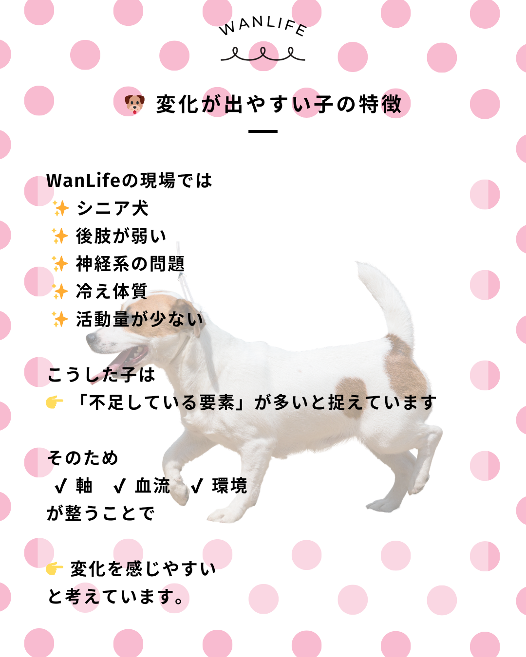 わんわん整体WanLife｜愛知・岐阜の犬の整体・メディセル筋膜リリース・オベロンアニマルスキャン・歩けるくん・ネオヒーラー・温灸・食事療法｜