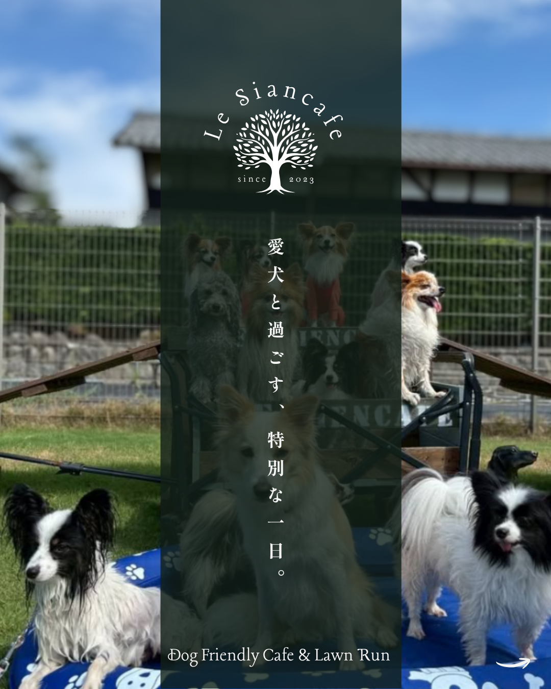 わんわん整体WanLife｜愛知・岐阜の犬の整体・メディセル筋膜リリース・オベロンアニマルスキャン・ネオヒーラー・温灸・食事療法｜