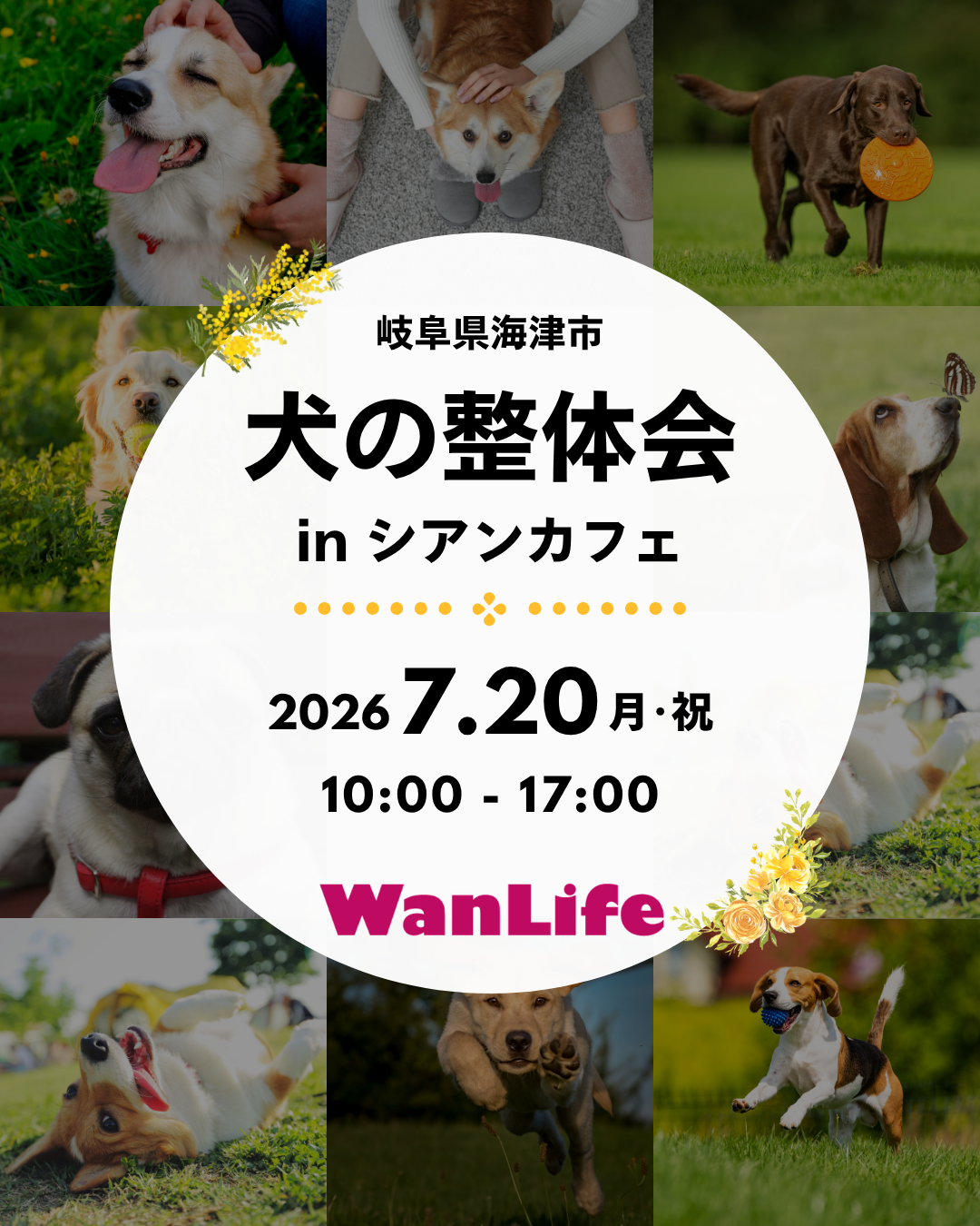 わんわん整体WanLife｜愛知・岐阜の犬の整体・メディセル筋膜リリース・オベロンアニマルスキャン・ネオヒーラー・温灸・食事療法｜