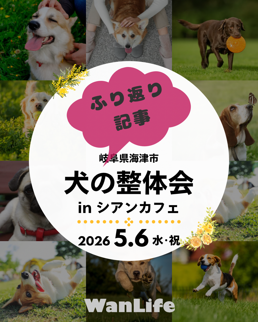 わんわん整体WanLife｜愛知・岐阜の犬の整体・メディセル筋膜リリース・オベロンアニマルスキャン・ネオヒーラー・温灸・食事療法｜