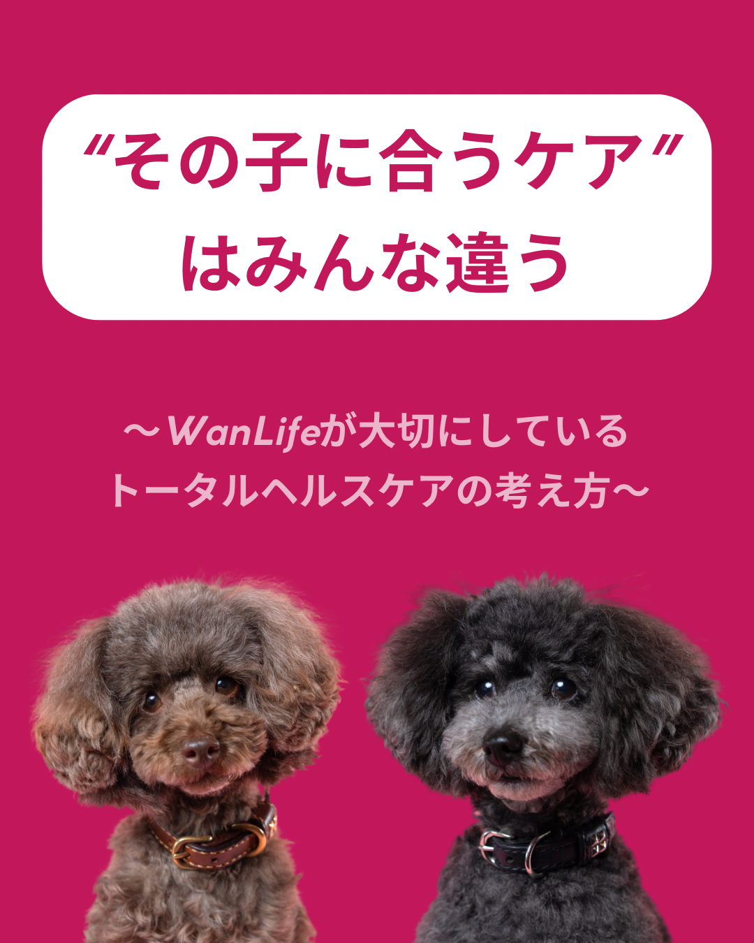 #犬の整体 #トータルヘルスケア #わんごはん #シニア犬ケア #WanLife