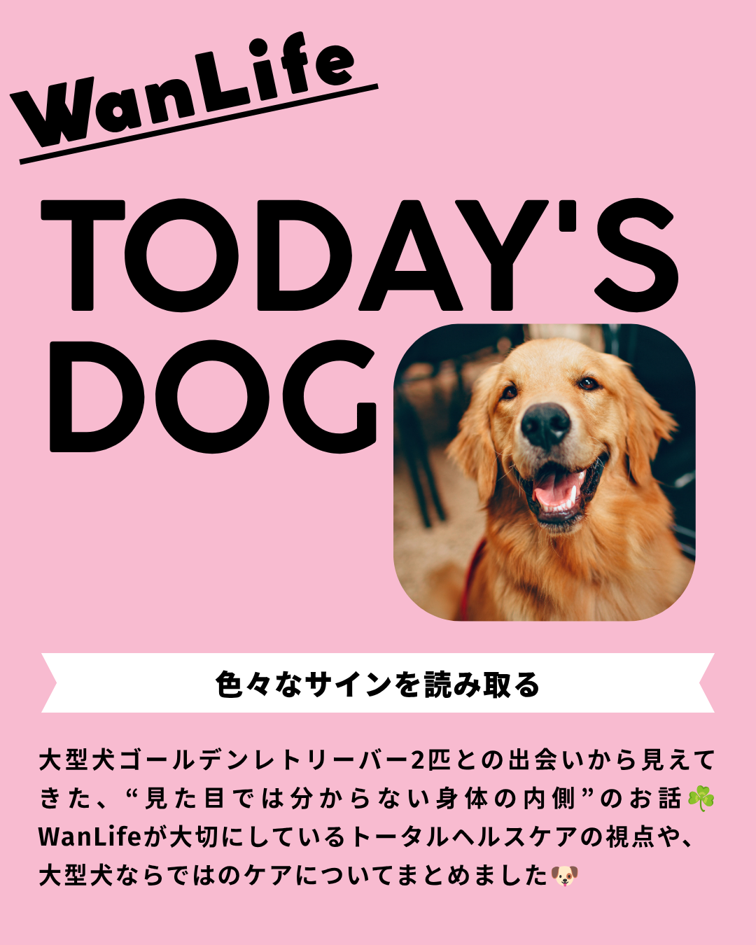 わんわん整体WanLife｜愛知・岐阜の犬の整体・メディセル筋膜リリース・オベロンアニマルスキャン・ネオヒーラー・温灸・食事療法｜