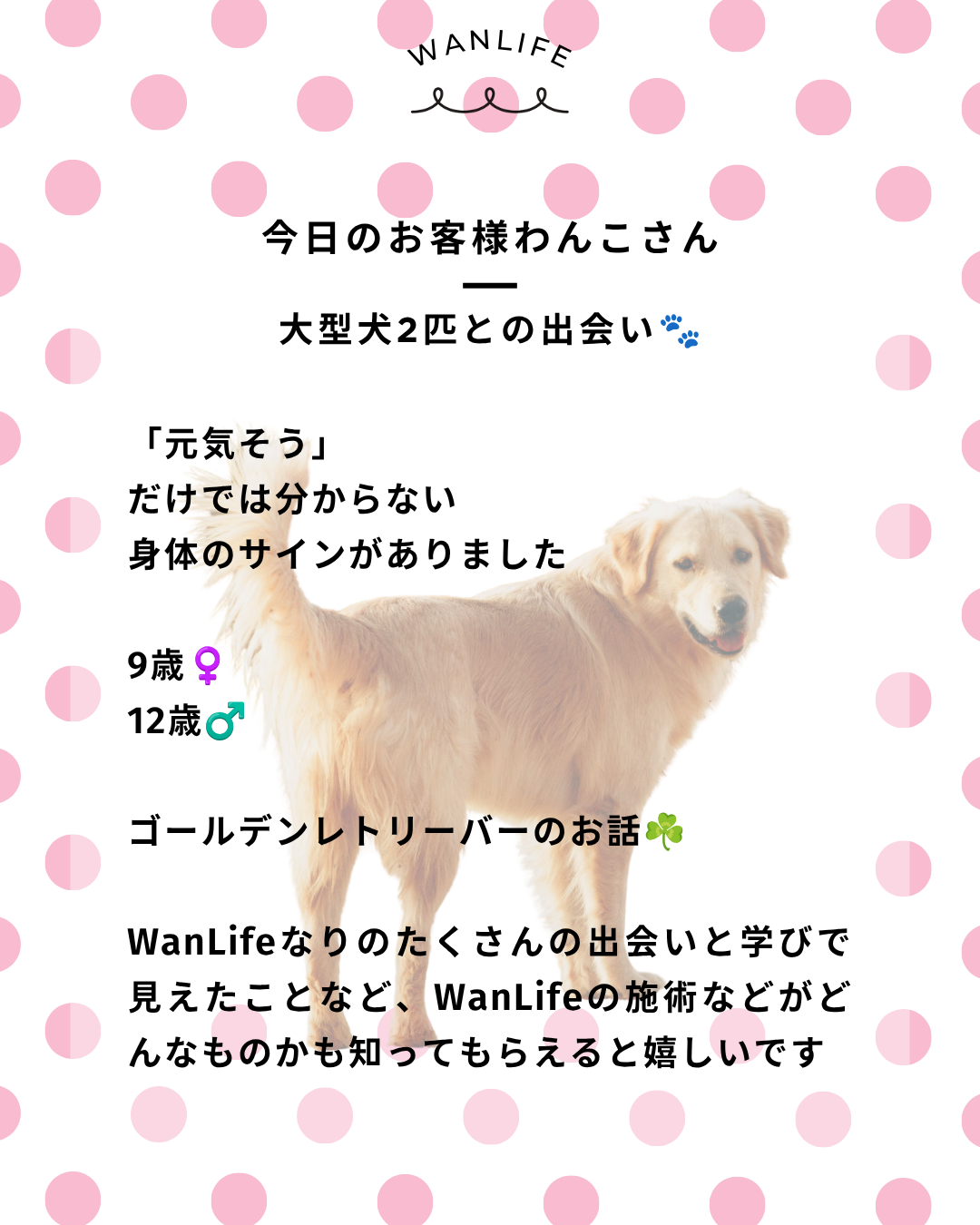 わんわん整体WanLife｜愛知・岐阜の犬の整体・メディセル筋膜リリース・オベロンアニマルスキャン・ネオヒーラー・温灸・食事療法｜
