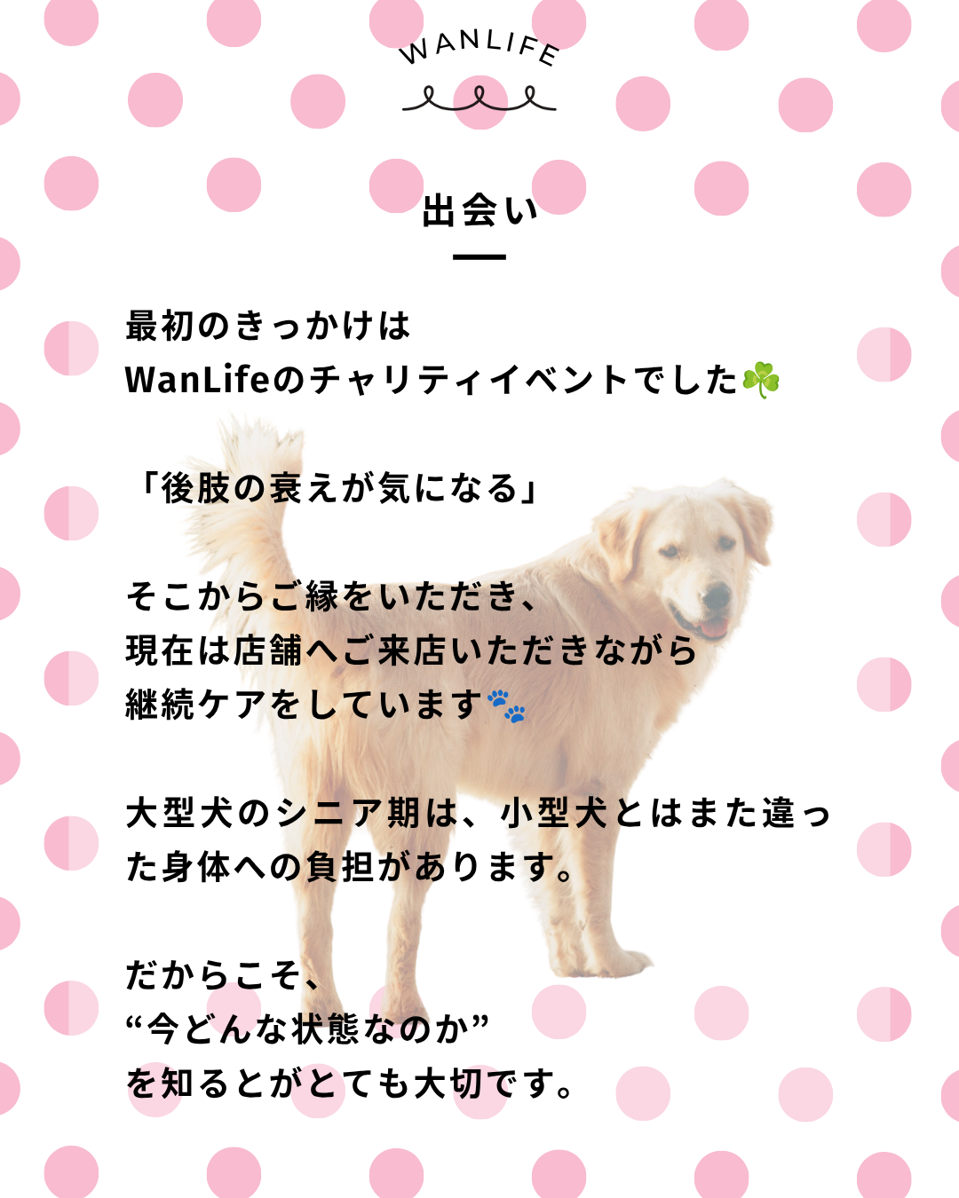 わんわん整体WanLife｜愛知・岐阜の犬の整体・メディセル筋膜リリース・オベロンアニマルスキャン・ネオヒーラー・温灸・食事療法｜