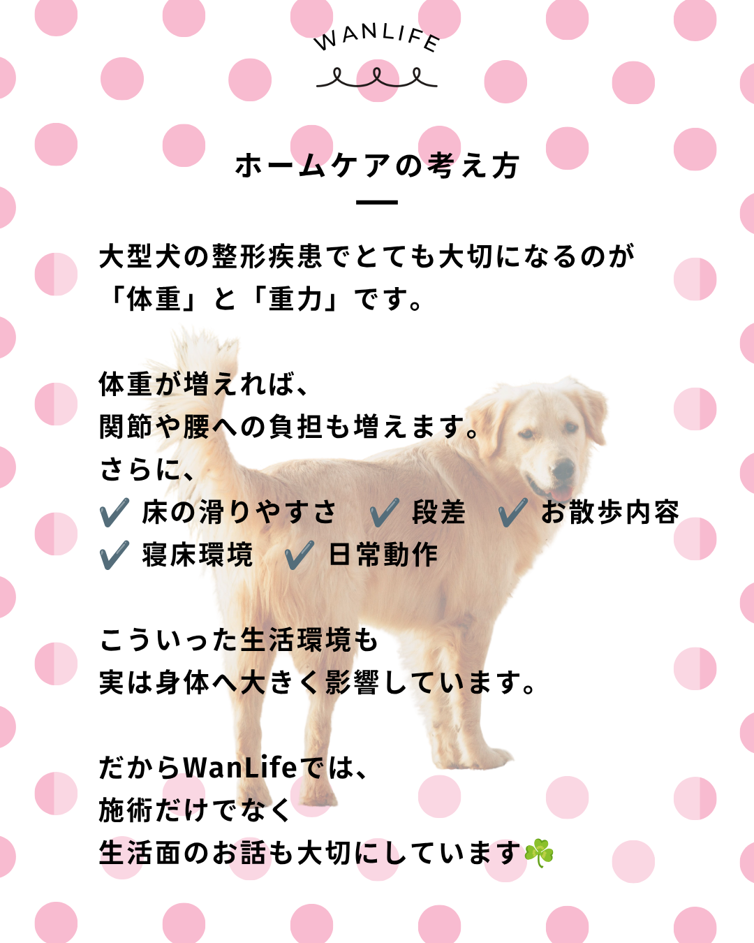 わんわん整体WanLife｜愛知・岐阜の犬の整体・メディセル筋膜リリース・オベロンアニマルスキャン・ネオヒーラー・温灸・食事療法｜