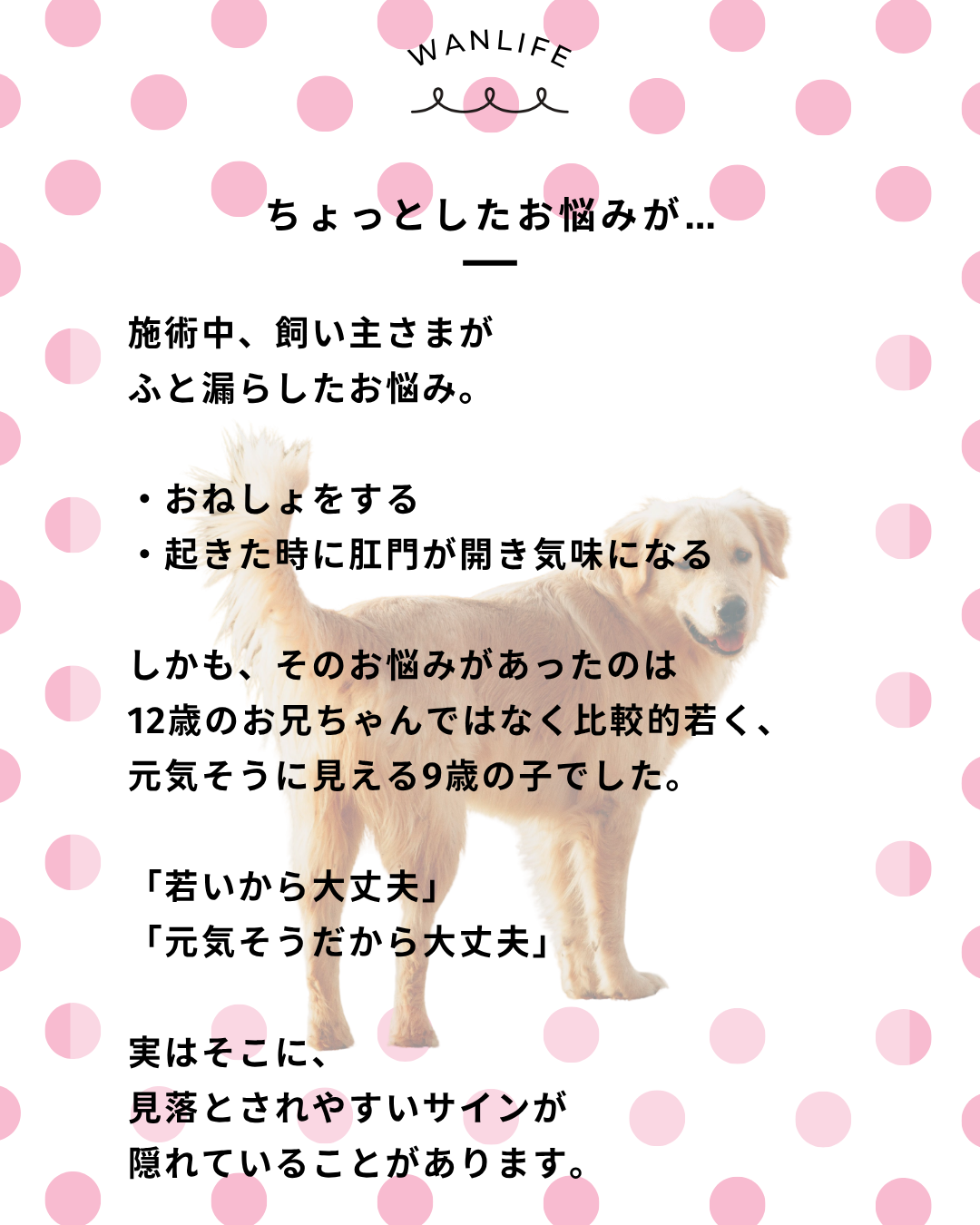 わんわん整体WanLife｜愛知・岐阜の犬の整体・メディセル筋膜リリース・オベロンアニマルスキャン・ネオヒーラー・温灸・食事療法｜
