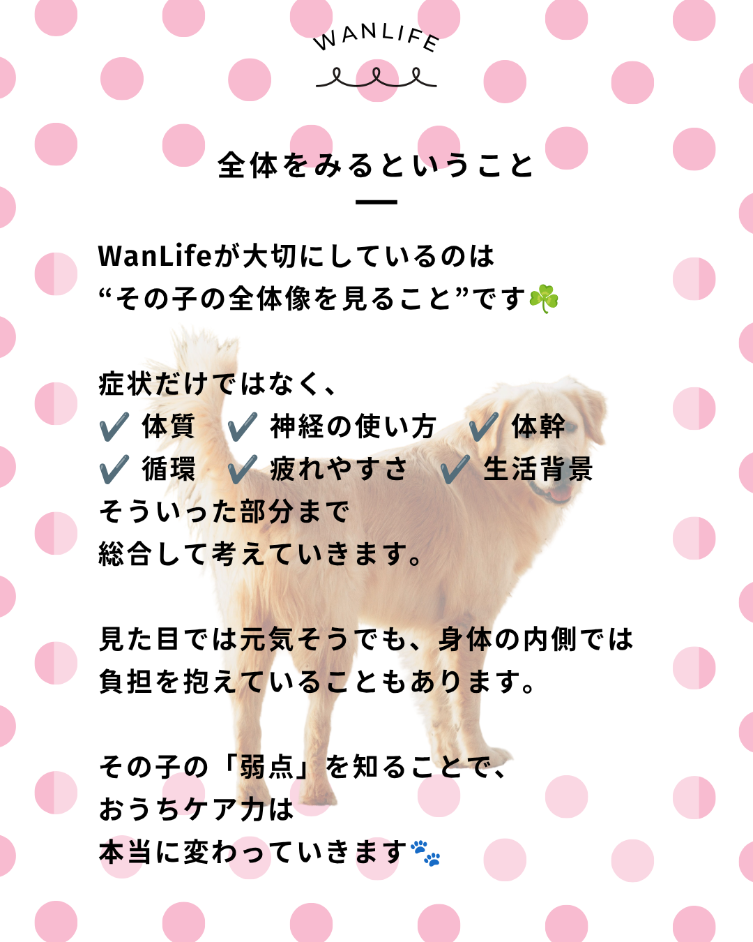 わんわん整体WanLife｜愛知・岐阜の犬の整体・メディセル筋膜リリース・オベロンアニマルスキャン・ネオヒーラー・温灸・食事療法｜