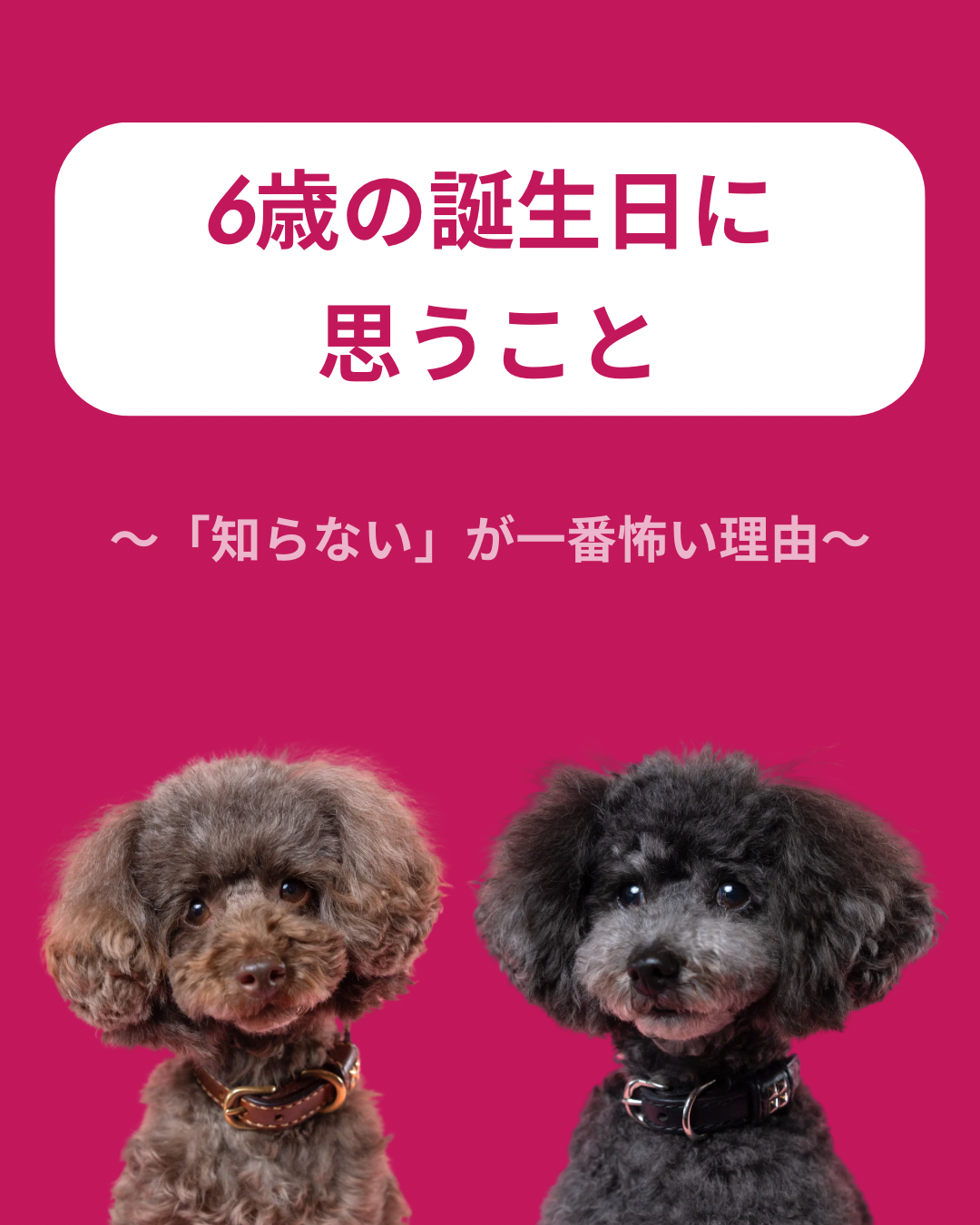 名古屋市・尾張旭市・長久手市・春日井市から来店多数の犬の整体WanLife