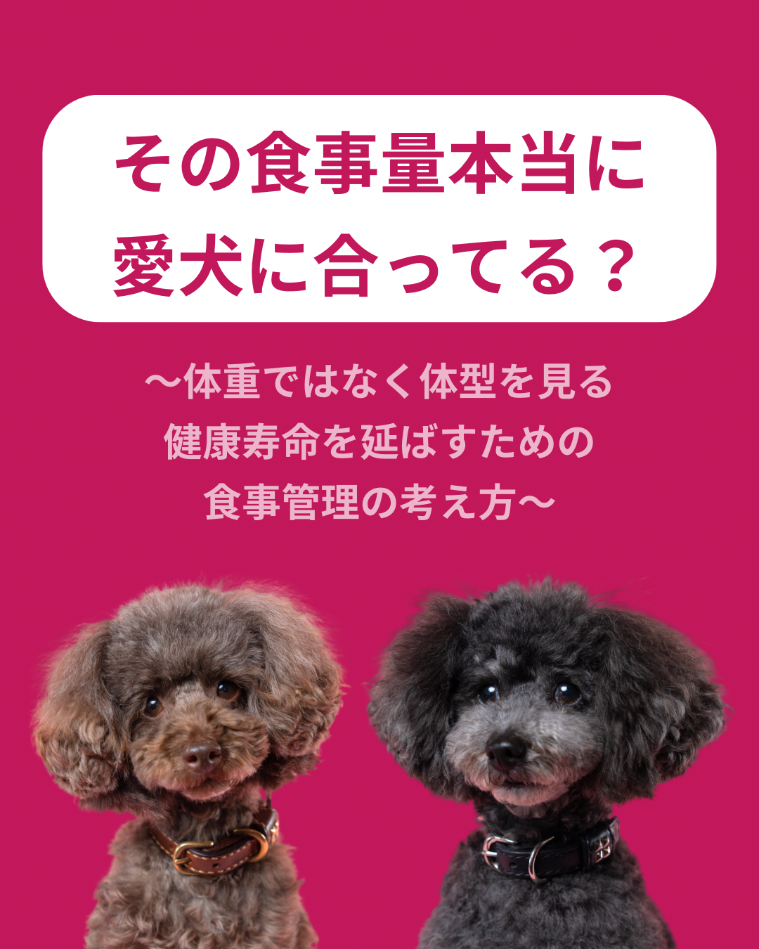 名古屋市・尾張旭市・長久手市・春日井市から来店多数の犬の整体WanLife