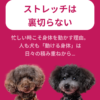名古屋市・尾張旭市・長久手市・春日井市から来店多数の犬の整体WanLife