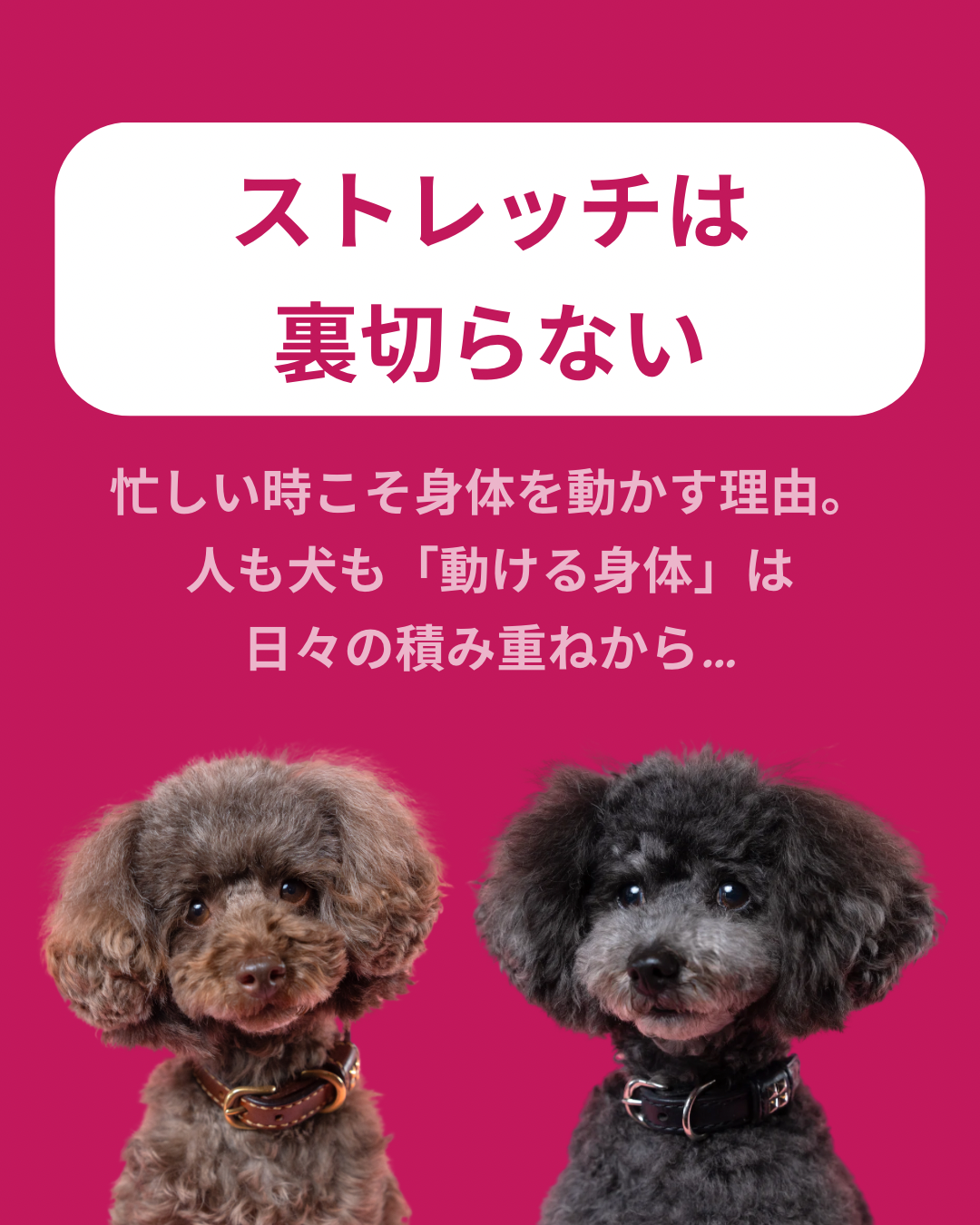 名古屋市・尾張旭市・長久手市・春日井市から来店多数の犬の整体WanLife