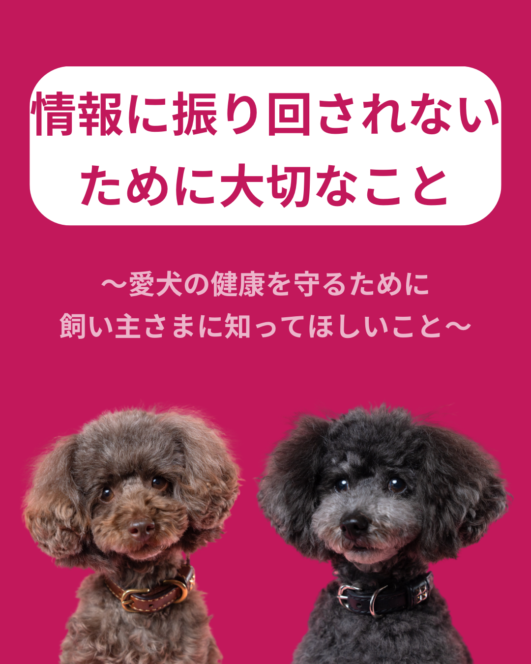 名古屋市・尾張旭市・長久手市・春日井市から来店多数の犬の整体WanLife