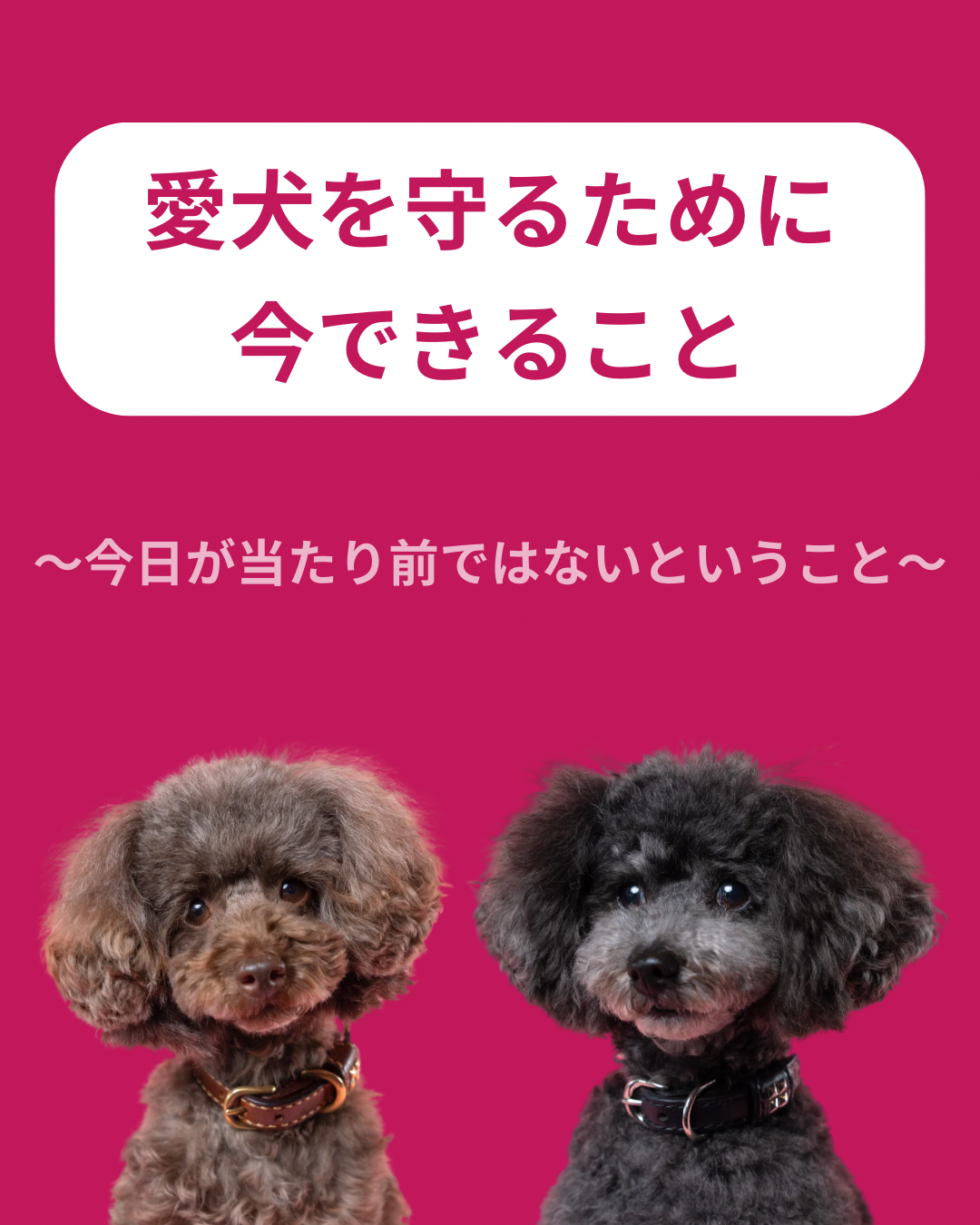 名古屋市・尾張旭市・長久手市・春日井市から来店多数の犬の整体WanLife