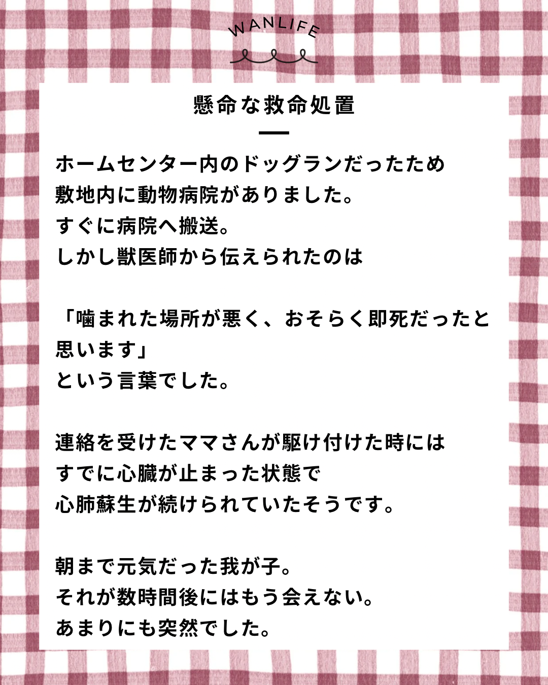 名古屋市・尾張旭市・長久手市・春日井市から来店多数の犬の整体WanLife