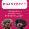 名古屋市・尾張旭市・長久手市・春日井市から来店多数の犬の整体WanLife