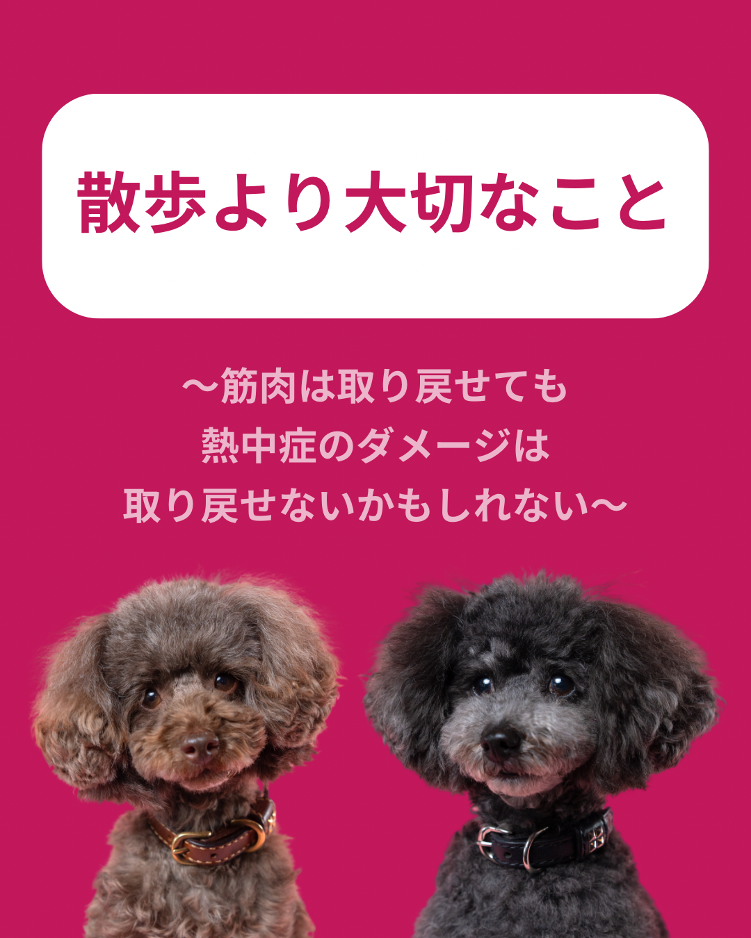 名古屋市・尾張旭市・長久手市・春日井市から来店多数の犬の整体WanLife