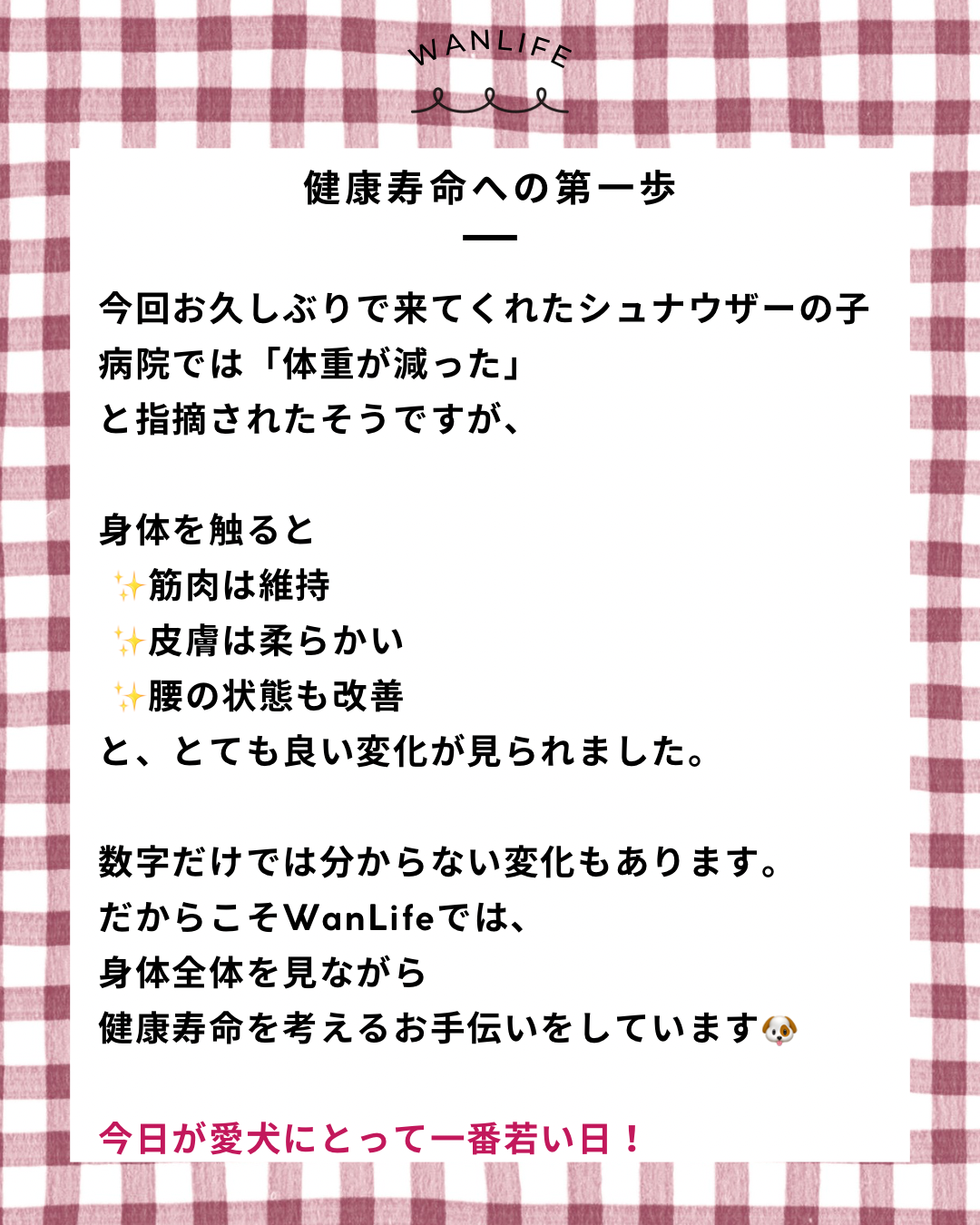 名古屋市・尾張旭市・長久手市・春日井市から来店多数の犬の整体WanLife
