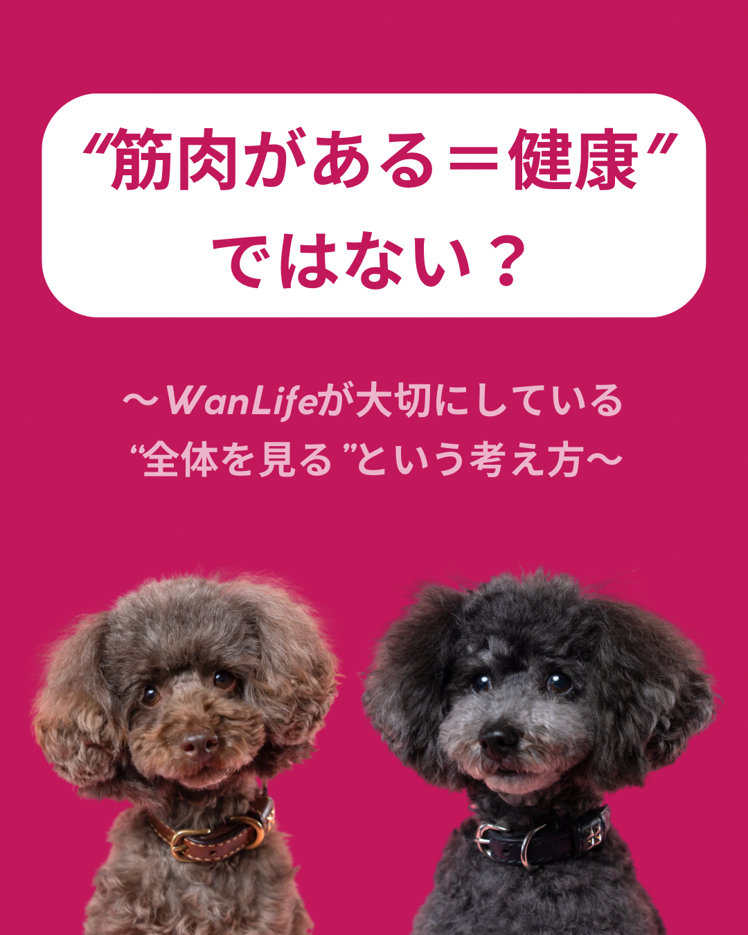 名古屋市・尾張旭市・長久手市・春日井市から来店多数の犬の整体WanLife
