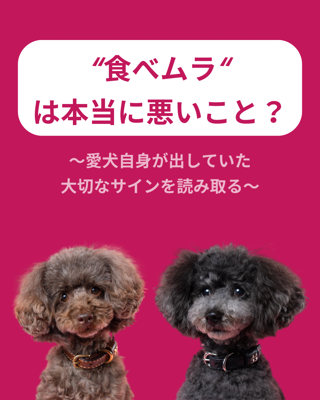 名古屋市・尾張旭市・長久手市・春日井市から来店多数の犬の整体WanLife