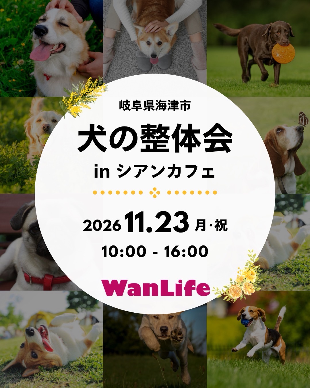 名古屋市・尾張旭市・長久手市・春日井市から来店多数の犬の整体WanLife