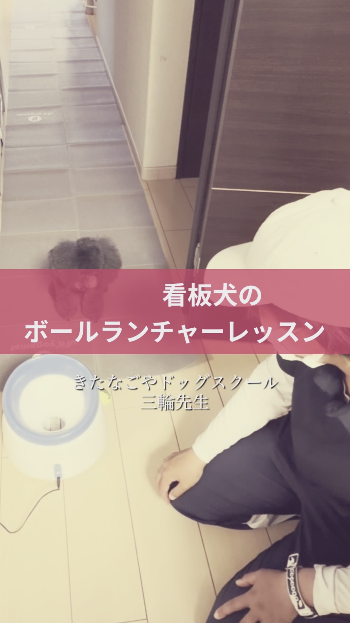 名古屋市・尾張旭市・長久手市・春日井市から来店多数の犬の整体WanLife