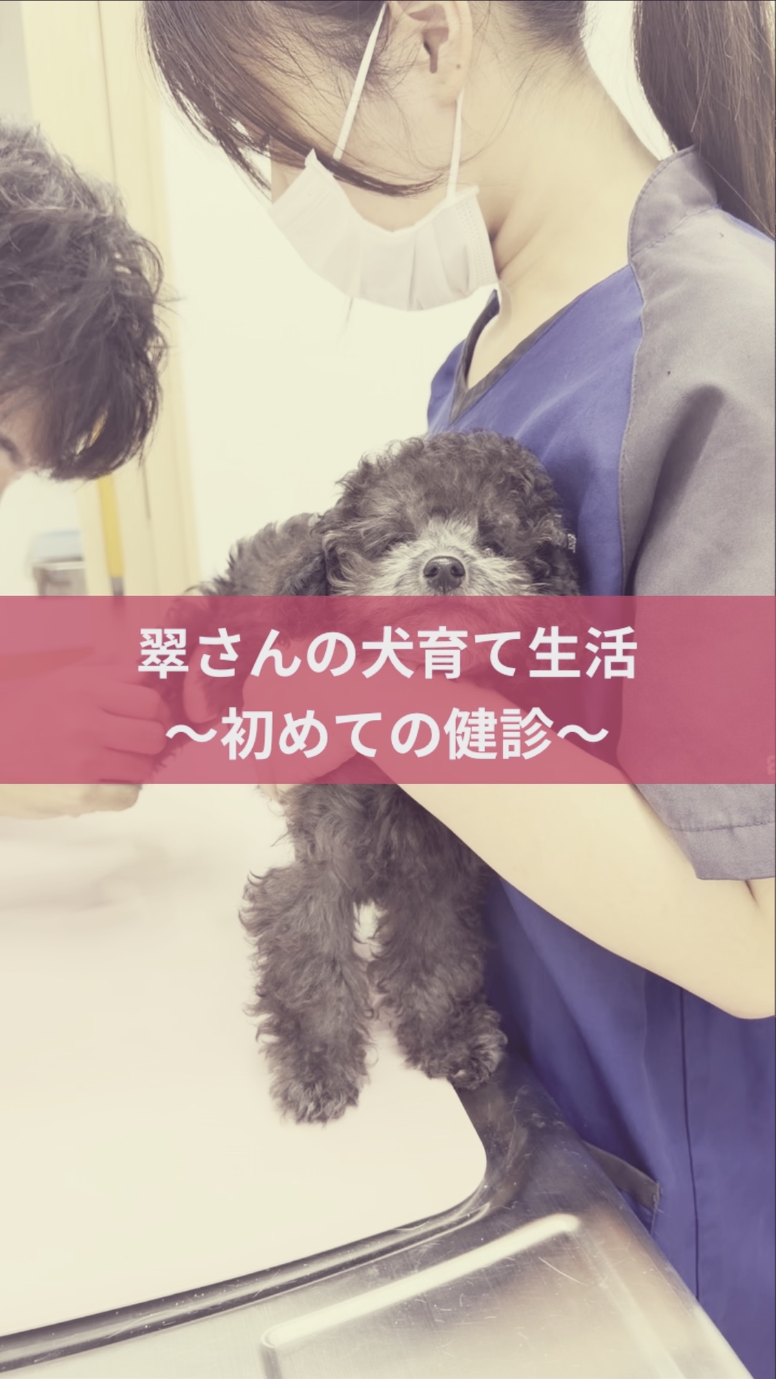 名古屋市・尾張旭市・長久手市・春日井市から来店多数の犬の整体WanLife