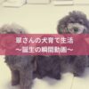 名古屋市・尾張旭市・長久手市・春日井市から来店多数の犬の整体WanLife