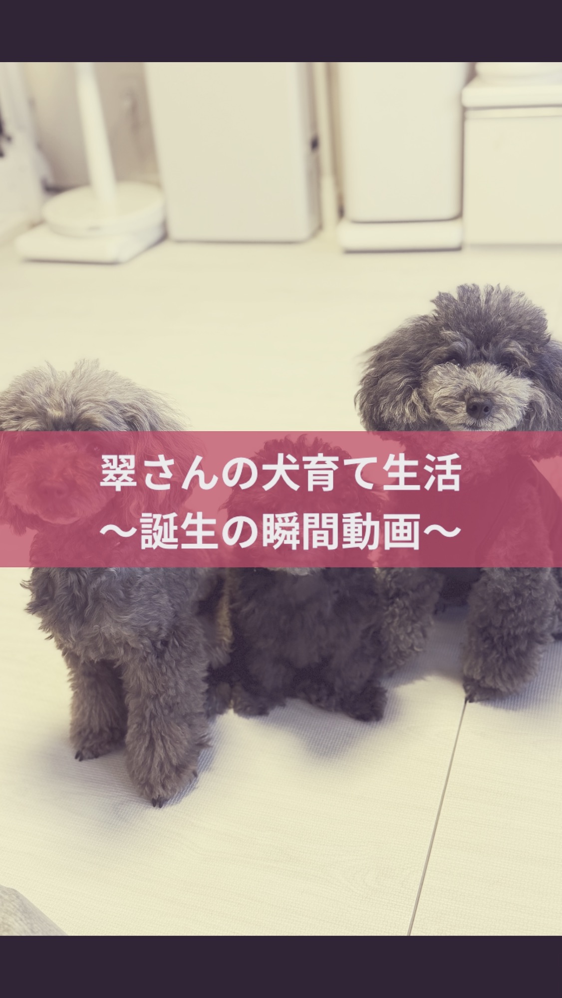 名古屋市・尾張旭市・長久手市・春日井市から来店多数の犬の整体WanLife