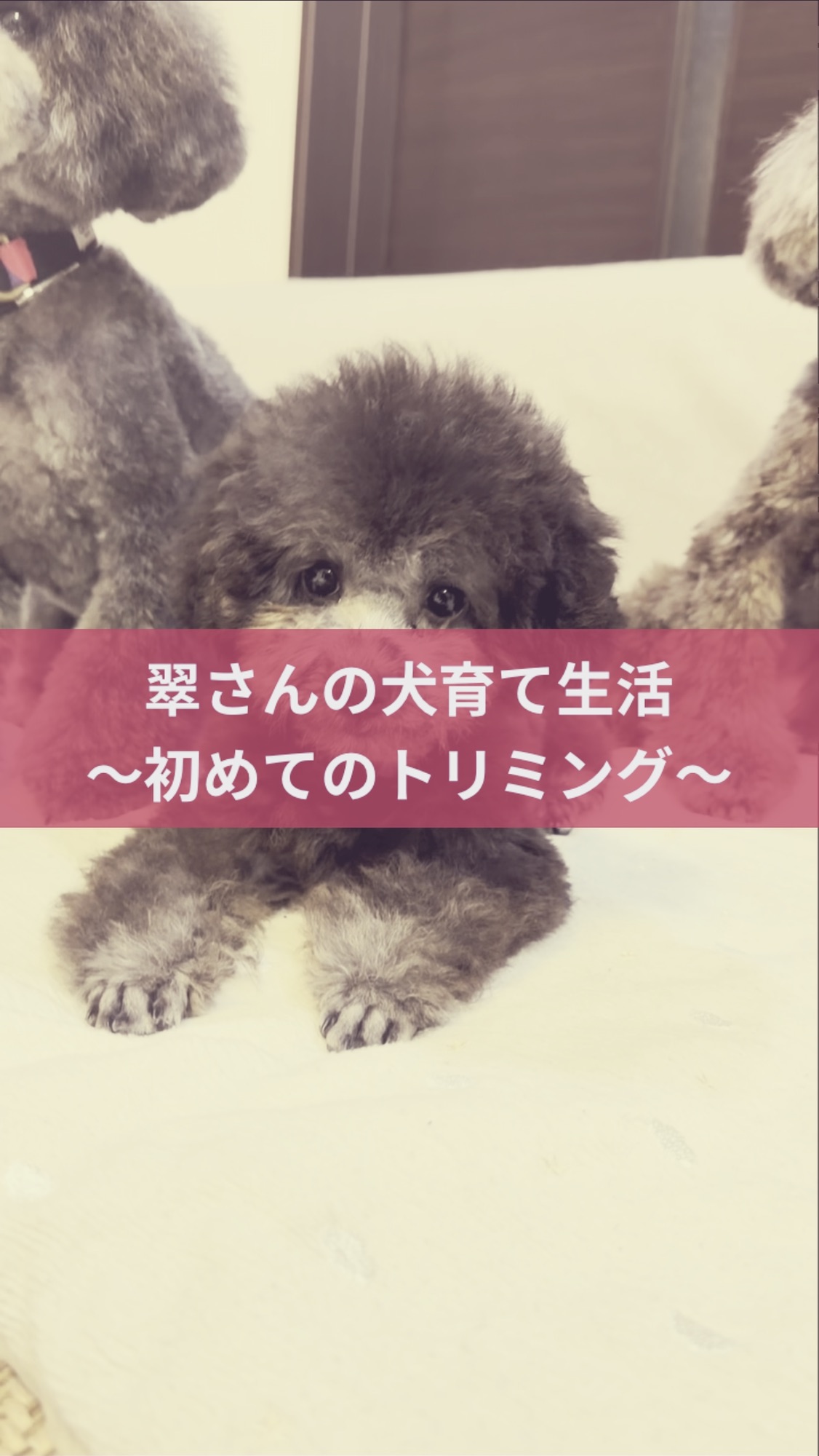 名古屋市・尾張旭市・長久手市・春日井市から来店多数の犬の整体WanLife