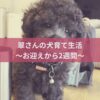 名古屋市・尾張旭市・長久手市・春日井市から来店多数の犬の整体WanLife