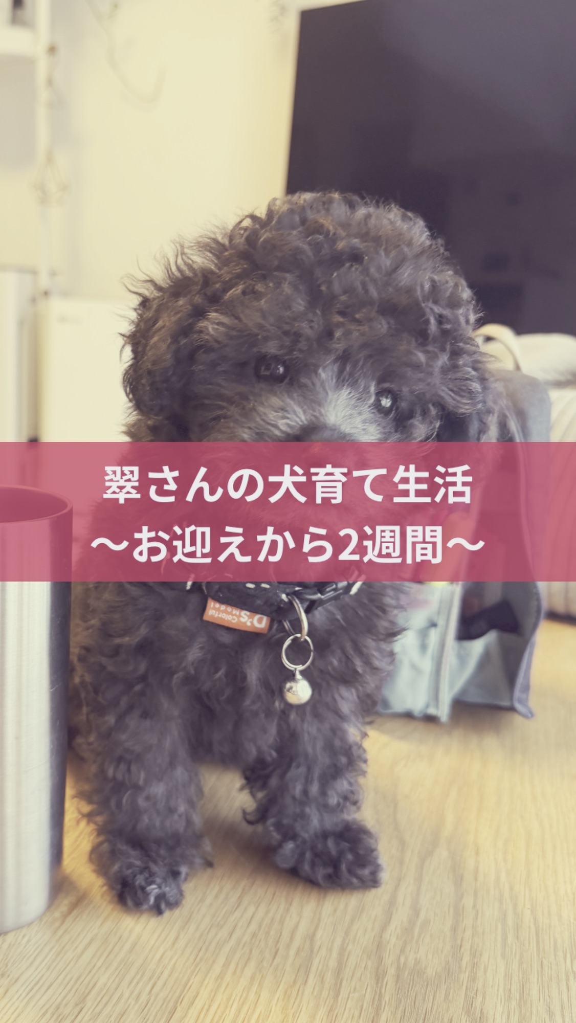 名古屋市・尾張旭市・長久手市・春日井市から来店多数の犬の整体WanLife