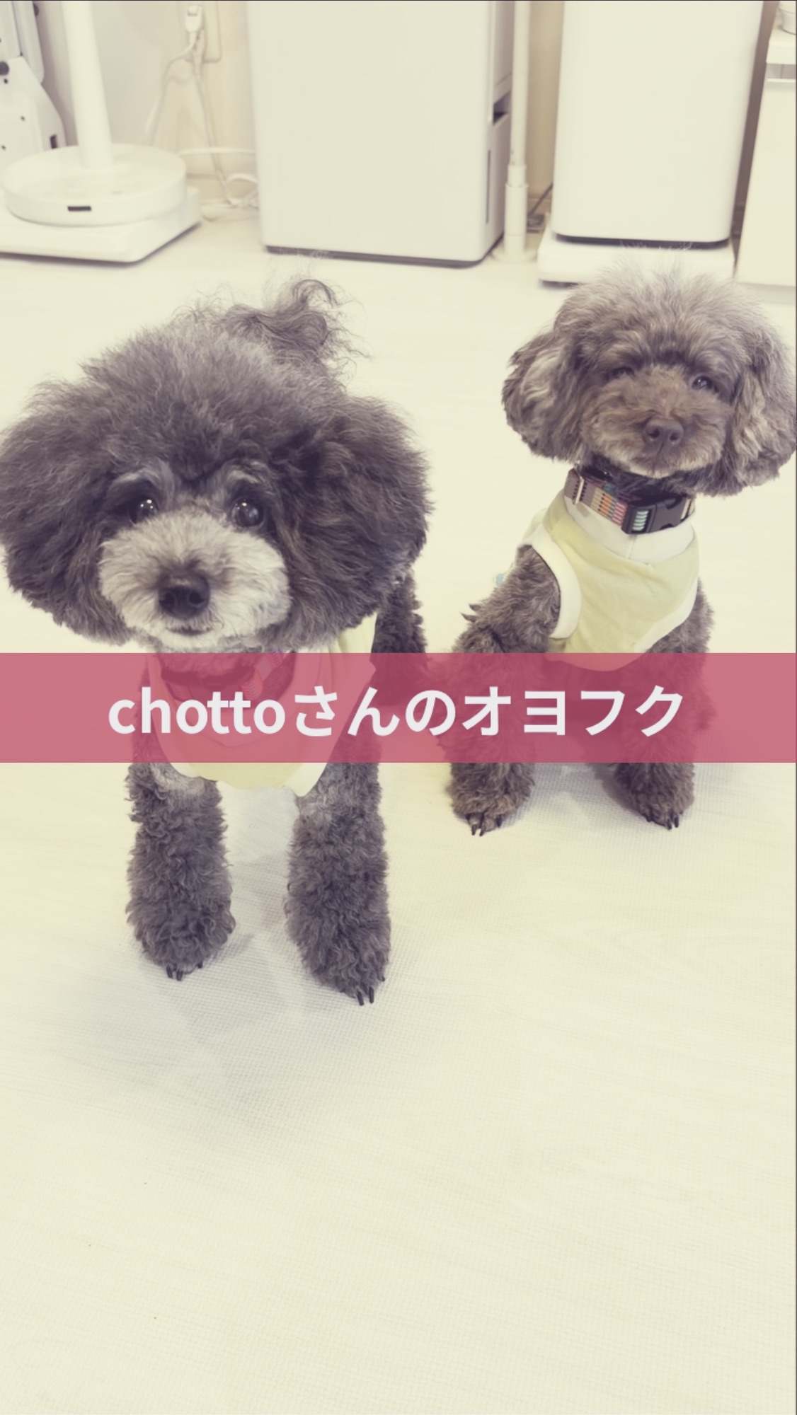 名古屋市・尾張旭市・長久手市・春日井市から来店多数の犬の整体WanLife