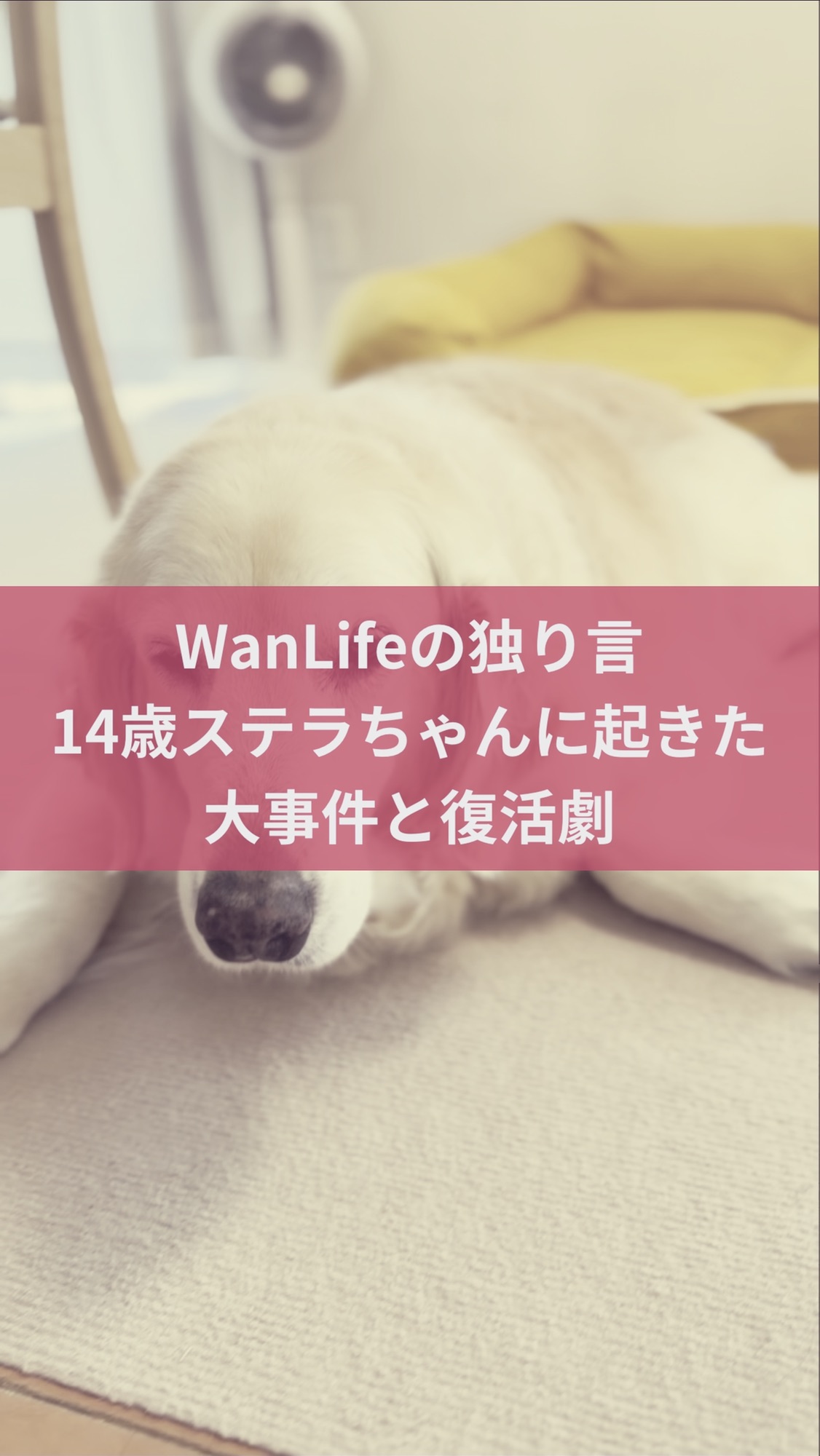 名古屋市・尾張旭市・長久手市・春日井市から来店多数の犬の整体WanLife