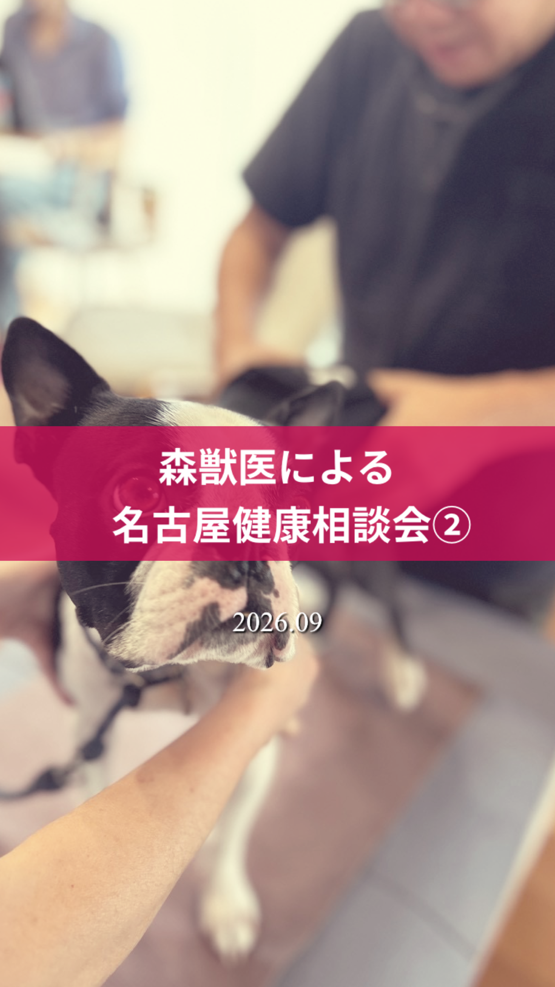 名古屋市・尾張旭市・長久手市・春日井市から来店多数の犬の整体WanLife
