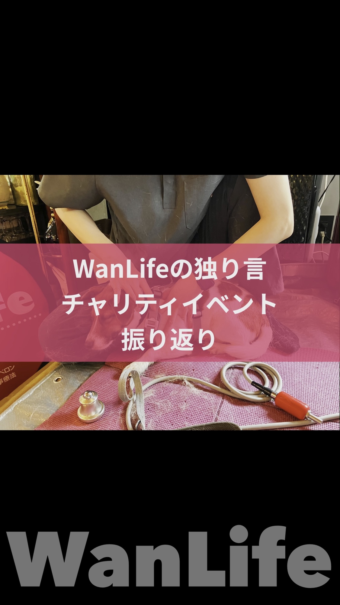 名古屋市・尾張旭市・長久手市・春日井市から来店多数の犬の整体WanLife