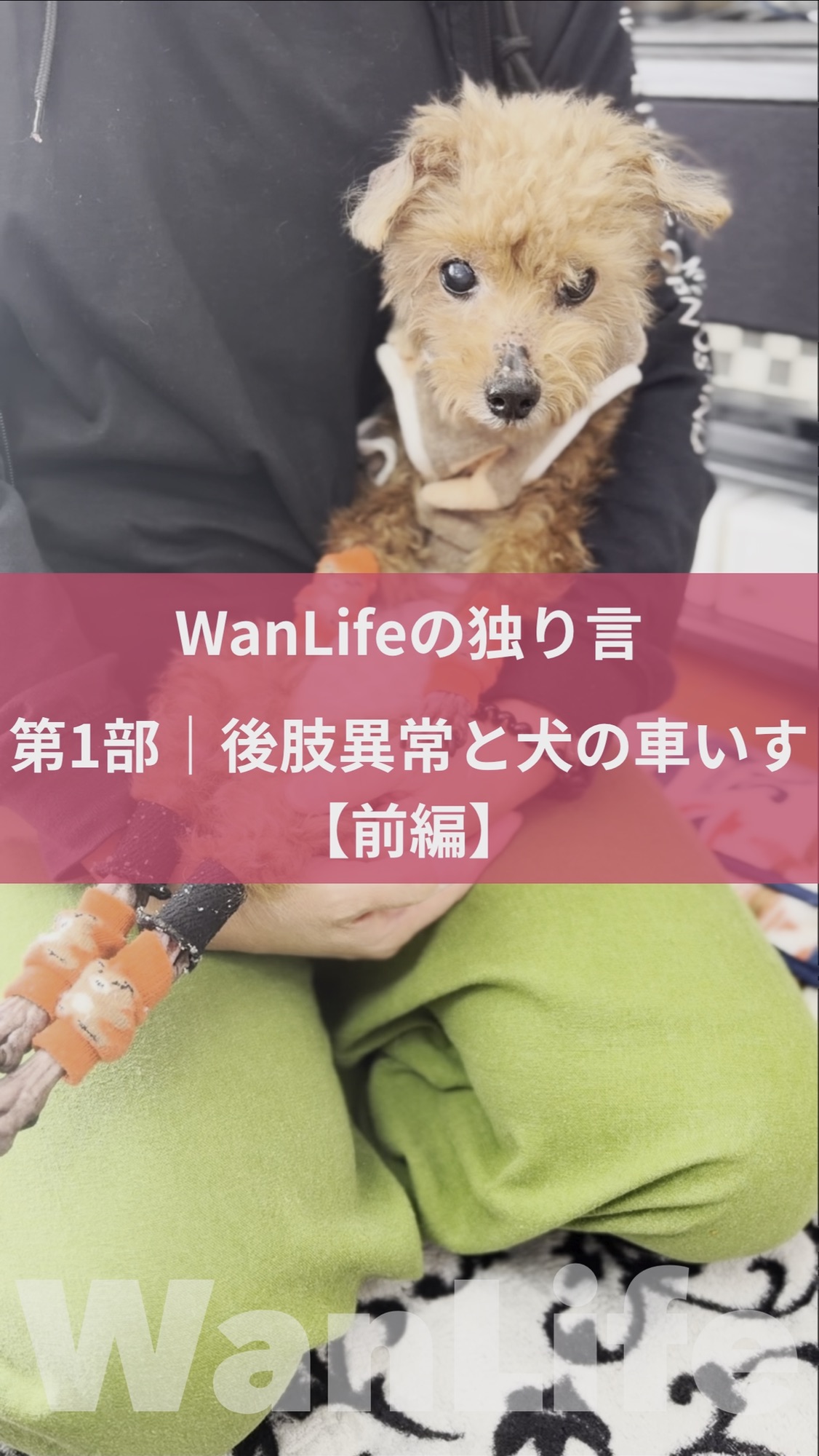 名古屋市・尾張旭市・長久手市・春日井市から来店多数の犬の整体WanLife