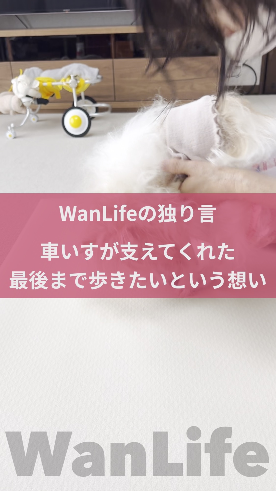 名古屋市・尾張旭市・長久手市・春日井市から来店多数の犬の整体WanLife