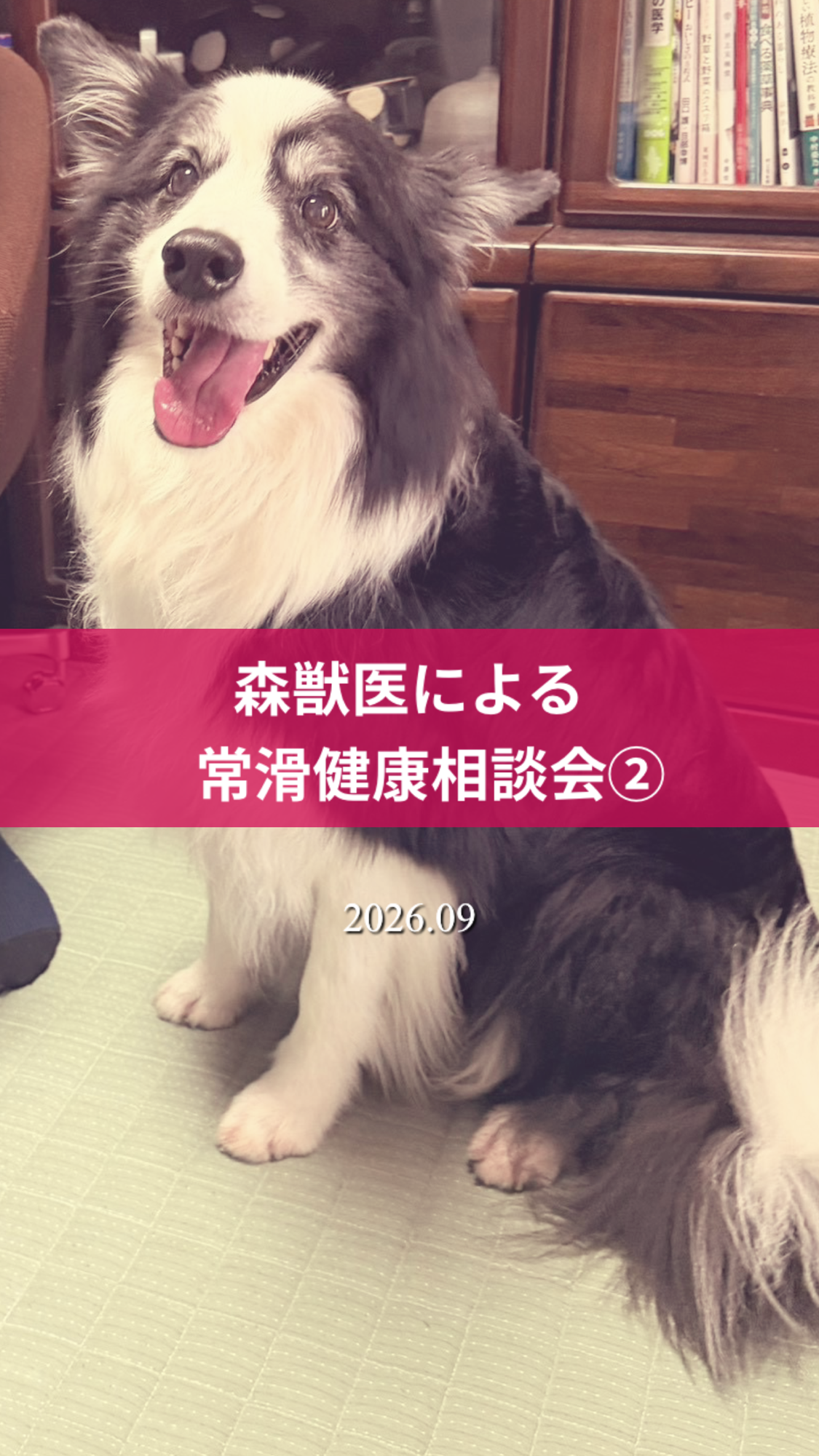 名古屋市・尾張旭市・長久手市・春日井市から来店多数の犬の整体WanLife