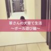 名古屋市・尾張旭市・長久手市・春日井市から来店多数の犬の整体WanLife