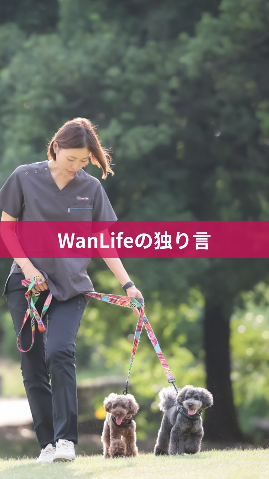 名古屋市・尾張旭市・長久手市・春日井市から来店多数の犬の整体WanLife