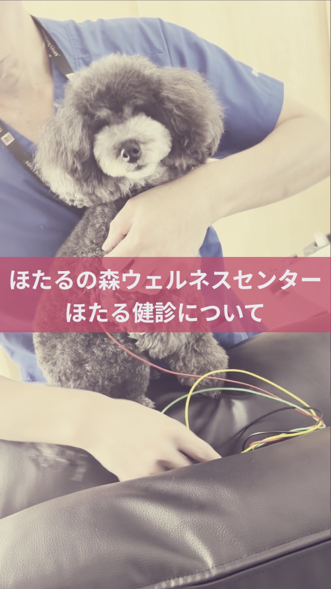 名古屋市・尾張旭市・長久手市・春日井市から来店多数の犬の整体WanLife