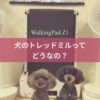 名古屋市・尾張旭市・長久手市・春日井市から来店多数の犬の整体WanLife